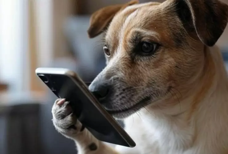 ¿Qué es y para qué sirve PetPhone, el primer celular para mascotas.png