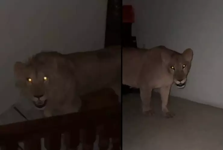 Hombre se encuentra frente a frente con dos leones