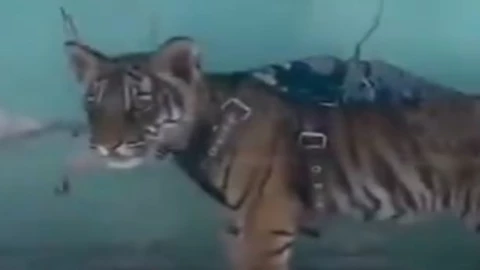 Cachorro de Tigre transita entre coches en Durango