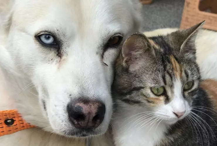 Cómo-cuidar-perros-y-gatos-caída-de-ceniza-volcán-Popocatépetl