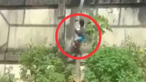 Identifican al joven que entró al recinto de una leona y perdió la vida en João Pessoa, Brasil