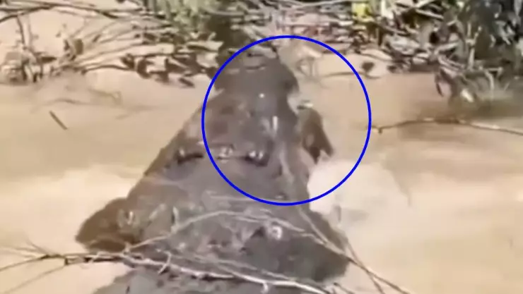 PORTADA cocodrilo devora mujer.jpg