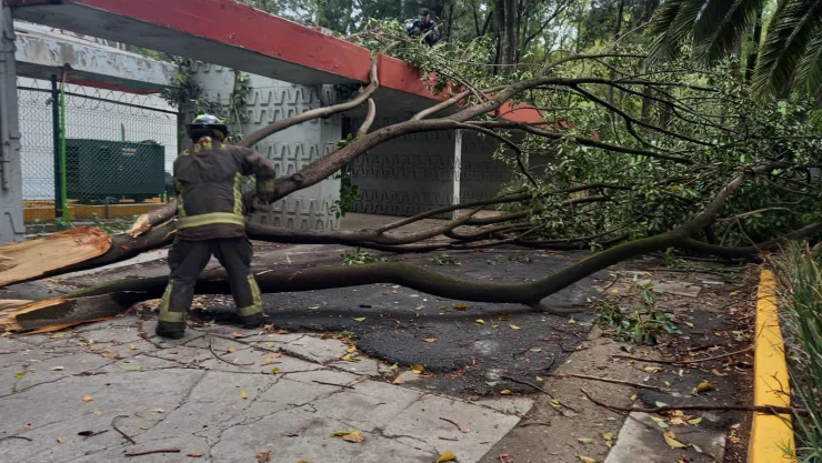 Fuertes vientos y lluvias tiran más de 30 árboles en CDMX