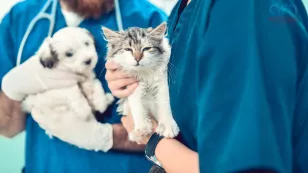  Vacunación gratis en CDMX 