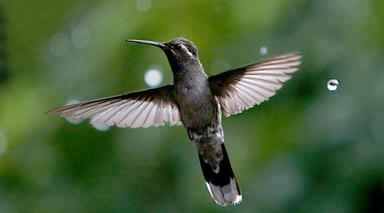 Colibríes, los mensajeros del amor y cómo cuidarlos