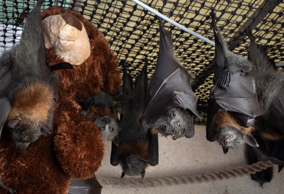 The Survivors: Saving Australian Wildlife Following Fires And Drought