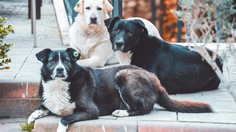 abuelita mata perros