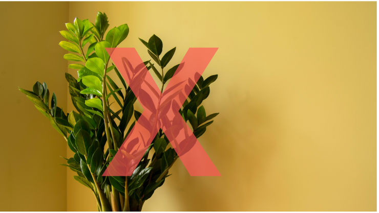 Planta zamioculca.png