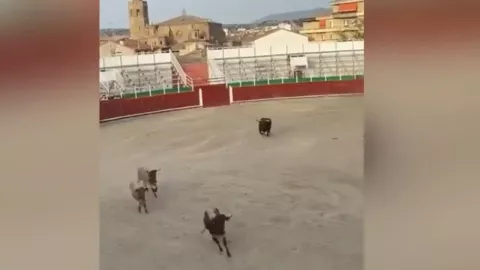 Toro embiste a bueyes en plaza de España