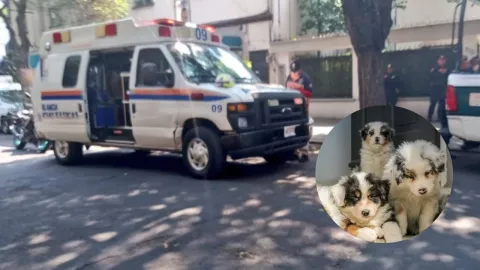 CDMX: Flamazo deja a cuatro perritos con quemaduras en la Benito Juárez