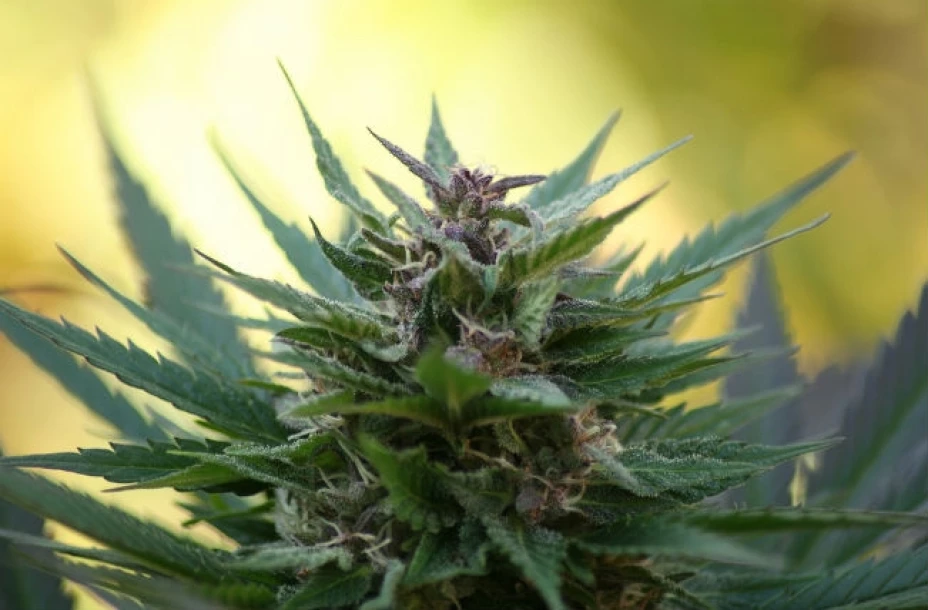 Confían en que trabajar con organismos internacionales ayude al debate y lo “blinde” de estigmas y prejuicios