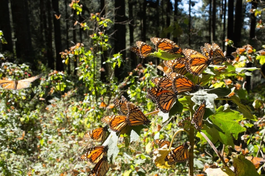 mariposa monarca