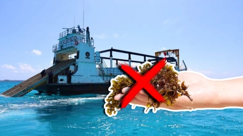 Estas son las playas sin sargazo en Quintana Roo HOY 20 de octubre de 2025_ De Holbox, Cancún, Playa del Carmen, Tulum a Xcalak.jpg