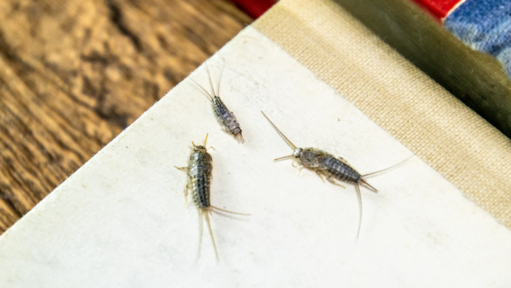 Usa este ingrediente para limpiar y alejar a los pececillos de plata de tu baño