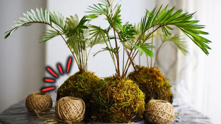 /estilo-de/paso-a-paso-como-hacer-plantas-sin-macetas-kokedamas-en-solo-15-minutos