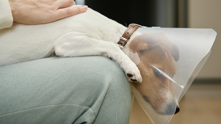 Esterilización en Chihuahua