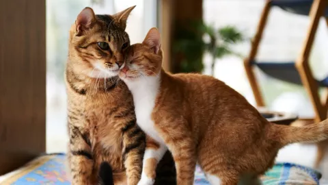 20 de febrero, Día del Gato