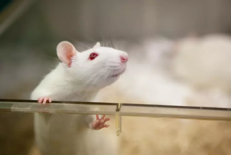 Ratas tienen capacidad de imaginar