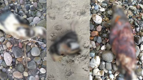 Hallan animales muertos en Playas de Tijuana hoy martes 25 de febrero de 2025