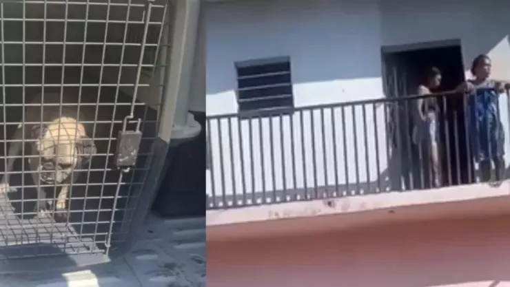 ¡Maltrato! Mujer ARROJA A PERRITO desde un segundo piso a la calle porque NO LE PAGARON LA RENTA (VIDEO FUERTE).jpg