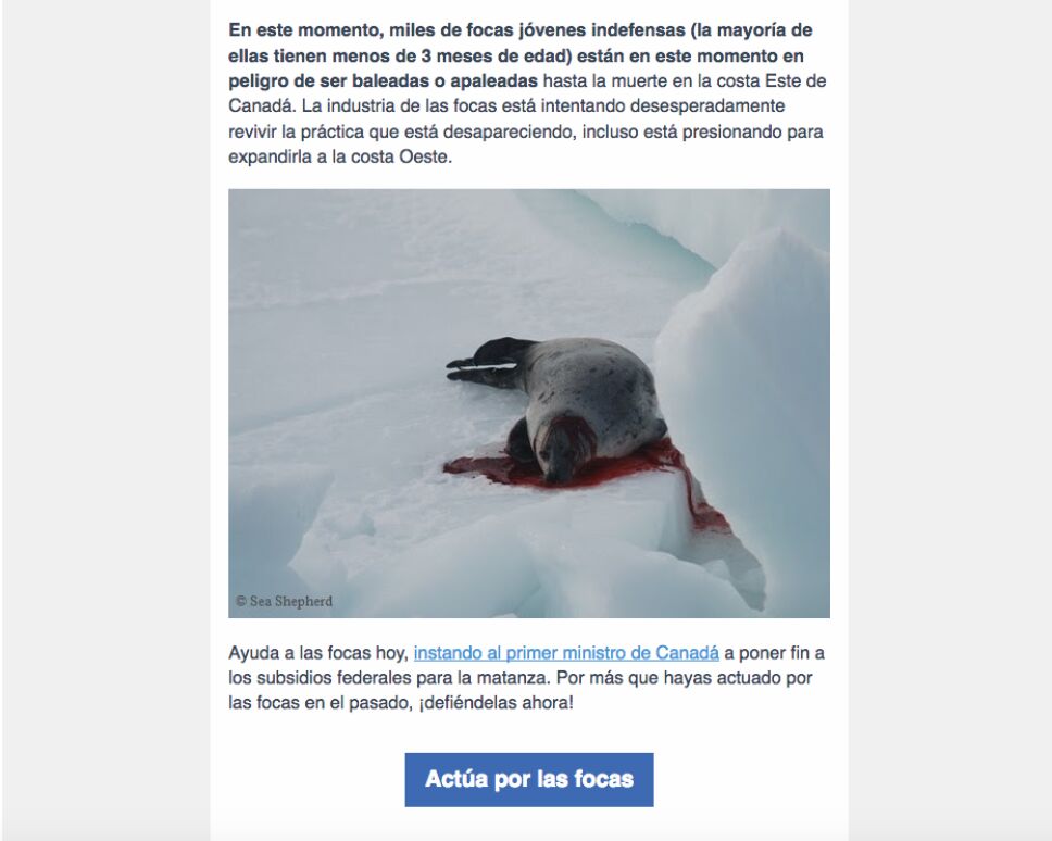 En peligro miles de focas bebé, podrían morir baleadas o apaleadas