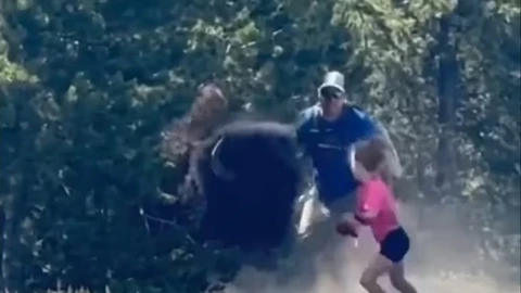 bisonte-persigue-familia-parque-yellowstone-eu-video