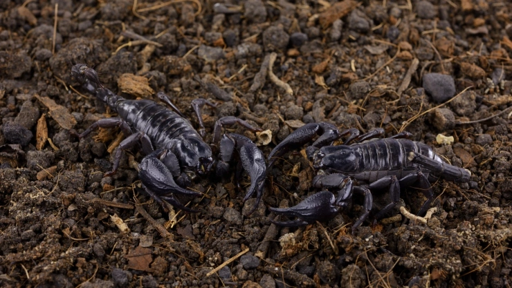 Estos alacranes no son venenosos y no te harán daño