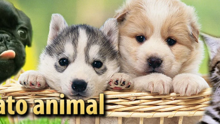 animal