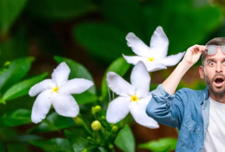 Pocos conocen este tipo de jazm&iacute;n