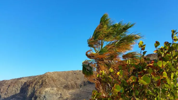 Vientos Santa Ana Tijuana diciembre 2024 ¿Cuándo terminarán?