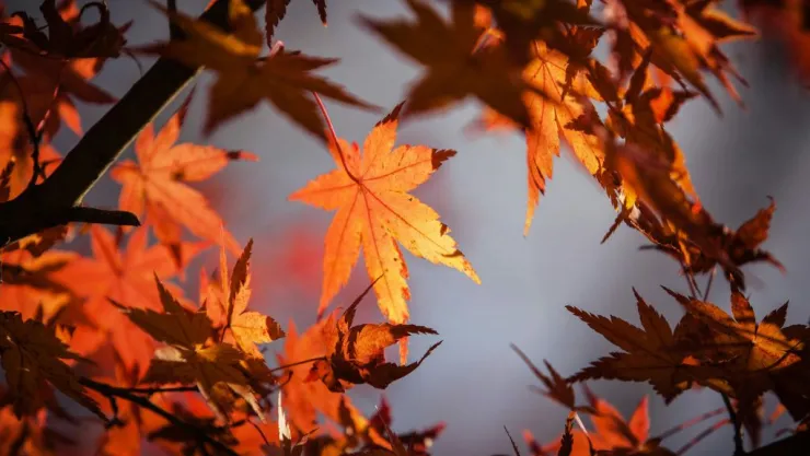 Cuándo inicia el otoño 2024 en Baja California