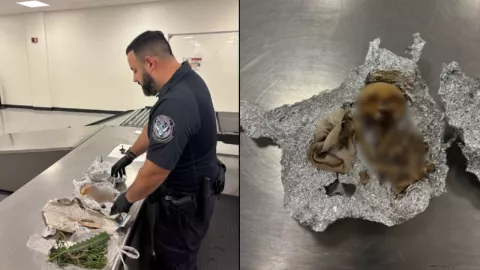 Encuentran restos humanos en maleta en Aeropuerto Internacional de Tampa, Florida