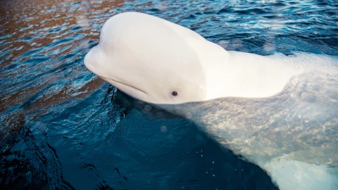 hvaldimir-ballena-espia-rusia