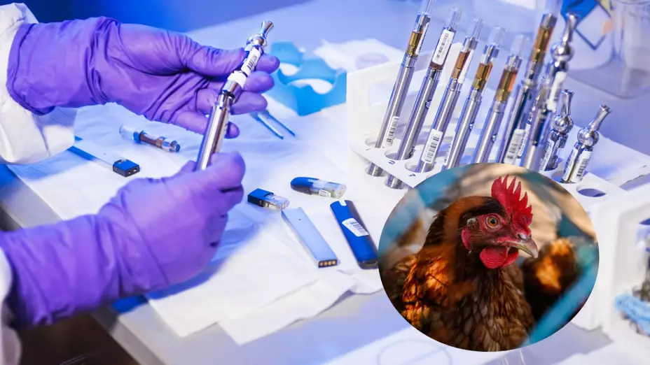 Estos son los 11 síntomas de gripe aviar que tuvo la persona que murió en México