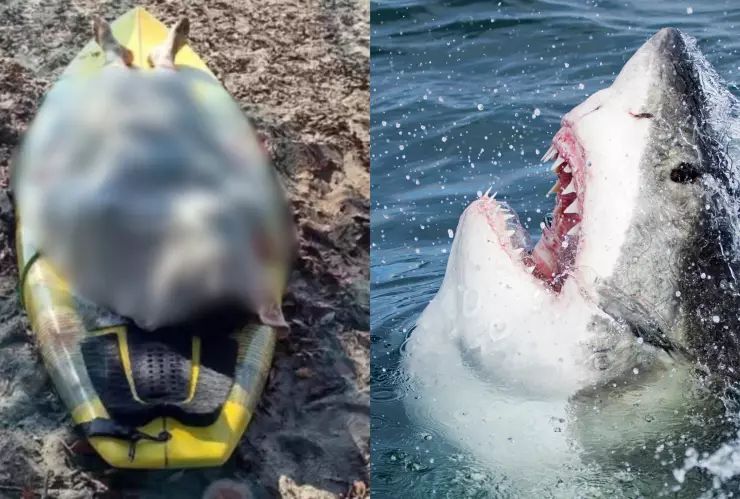 Joven muere tras ser atacado por un tiburón en costas de Guerrero.