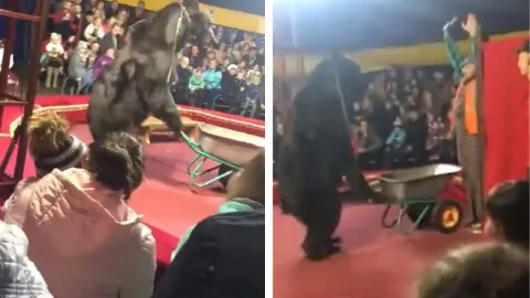 IMÁGENES FUERTES: Acto de circo sale mal, oso ataca a su domador en plena función.