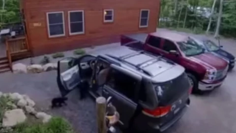 Oso, camioneta, video.jpg