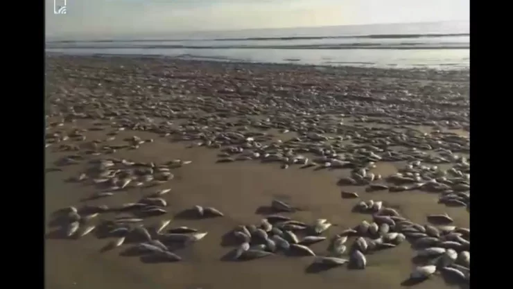 Miles de sardinas aparecieron muertas en la playa de Bellavista en Guasave, Sinaloa