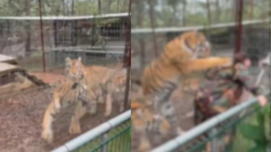 Mujer atacada por tigre de bengala en Mazamitla explica cómo ocurrió