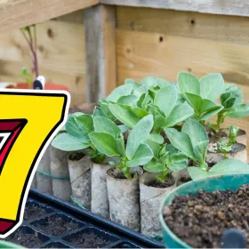 Los 7 vegetales que ocupan poco espacio y debes sembrar en noviembre para aprovechar el frío