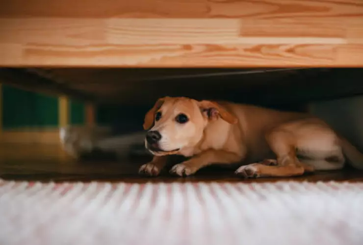 Cómo cuidar a mi mascota