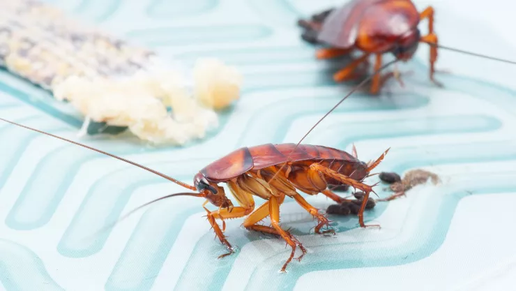 ¿Cómo hacer un insecticida casero para eliminar cucarachas?