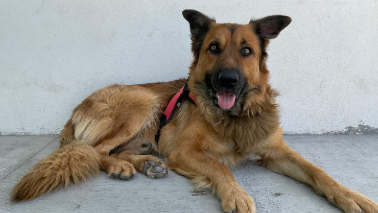 Duermen a perrita embarazada por gusano barrenador