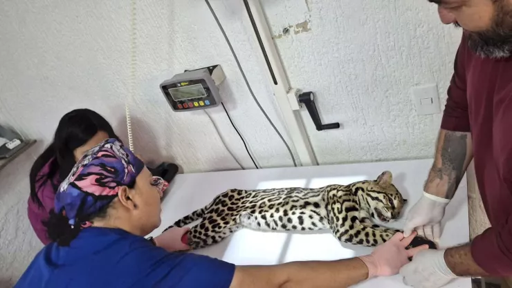 ¡Creo que vi un lindo gatito! Así se encuentra el ocelote atropellado en Mascota