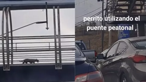 VIDEO Perro usando el puente peatonal en Tijuana
