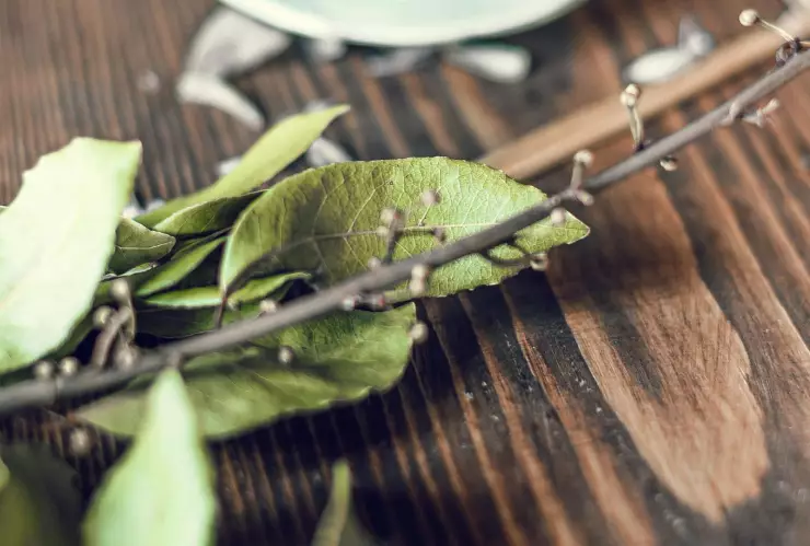 ¿Por qué colocar laurel en el árbol de Navidad? Escoge tu opción favorita