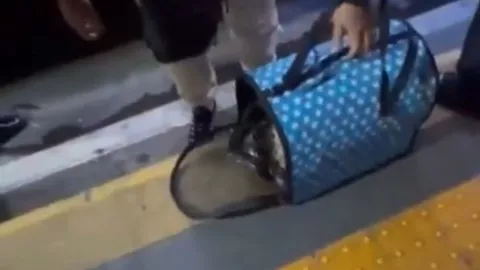 Un viaje que nunca olvidarán… Perrito muere ASFIXIADO en la zona de equipaje de un autobús