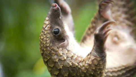 pangolín.jpg
