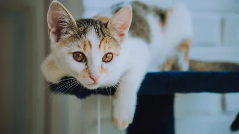 ¿Sale más caro el ‘perrhijo’? El costo de consentir a tu mascota, según Condusef
