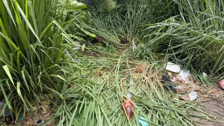 La mujer fue localizada entre la maleza en una zona cercana a Minatitlán